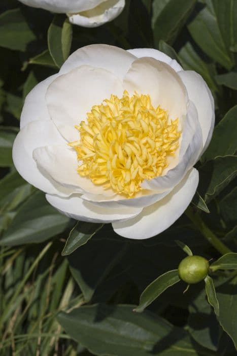 peony 'Jan van Leeuwen'