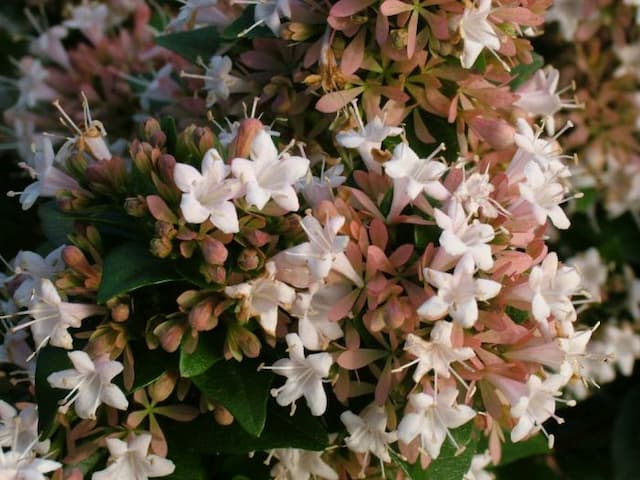 Chinese abelia