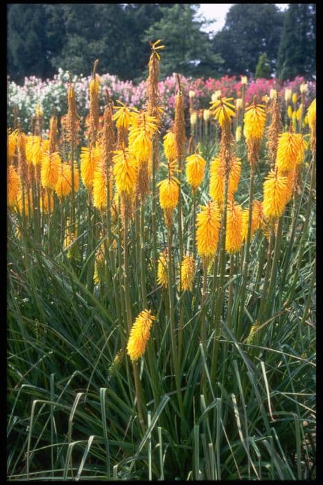 red-hot poker 'Bees' Sunset'