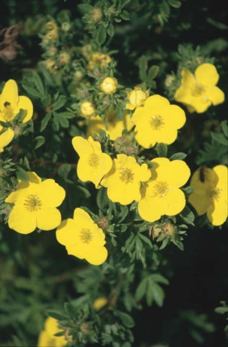 shrubby cinquefoil 'Sommerflor'