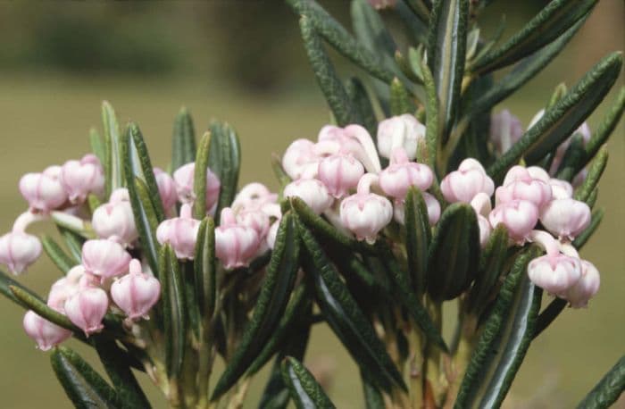 bog rosemary 'Compacta'