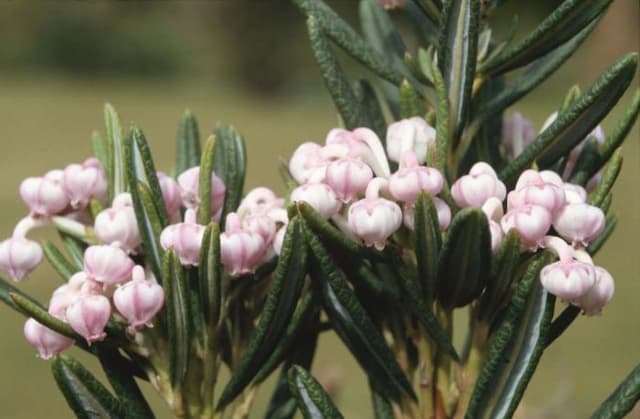 Bog rosemary 'Compacta'