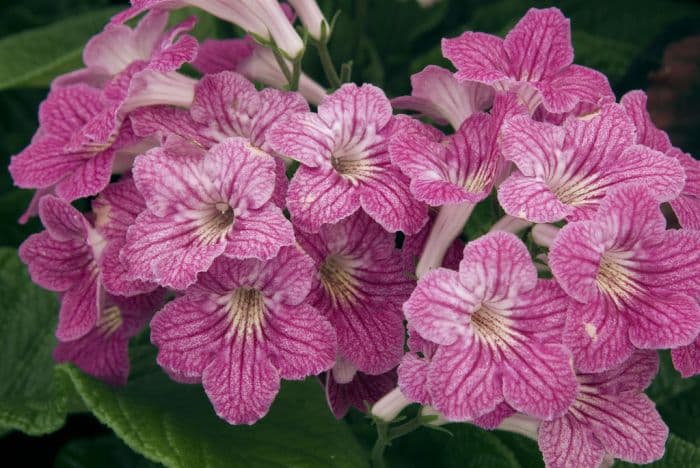 Cape primrose 'Harriet'