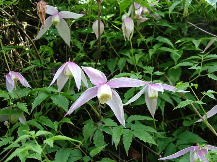 clematis 'Willy'