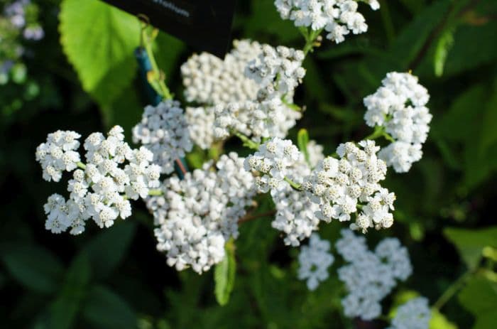 common yarrow