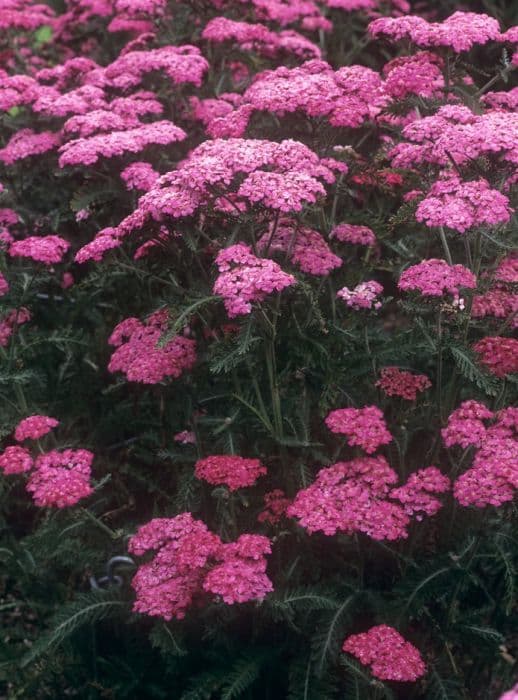 yarrow 'Heidi'