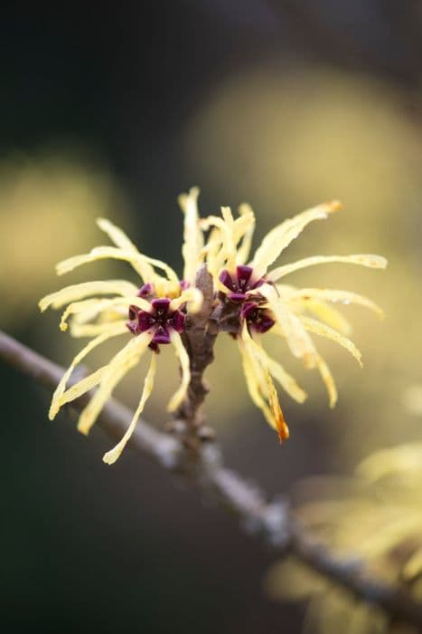 witch hazel 'Sunburst'