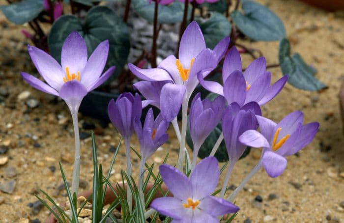 early crocus