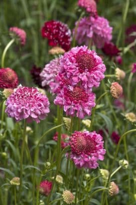 sweet scabious 'Summer Berries'