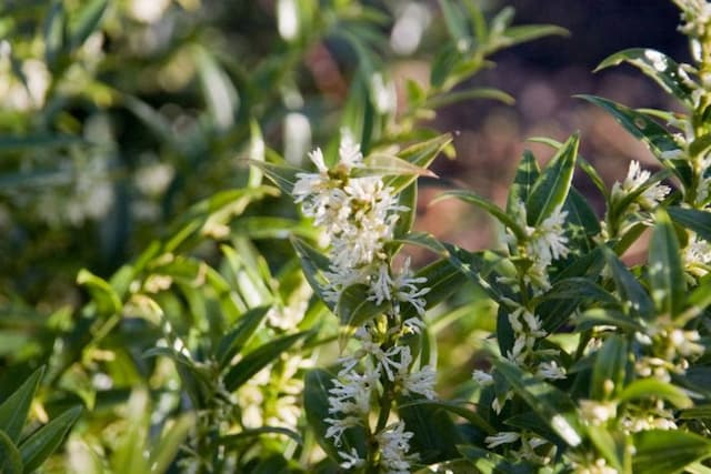 Chinese fragrant sweet box 'Dragon Gate'