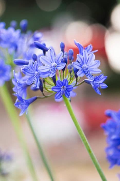 African lily 'Inkspots'