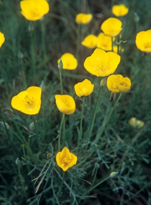 California poppy 'Sunbeam'