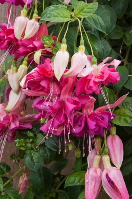 fuchsia 'Bella Rosella'