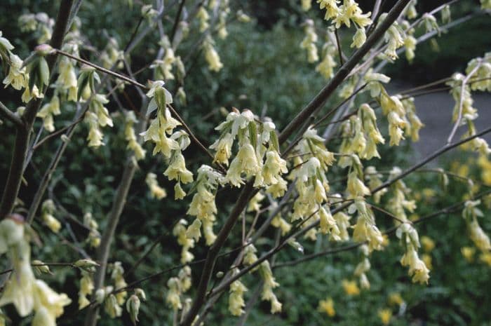 fragrant winter hazel