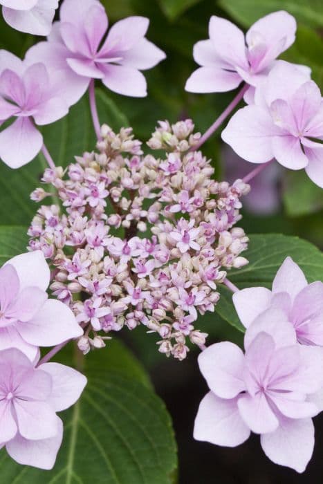 hydrangea 'Hanabi'