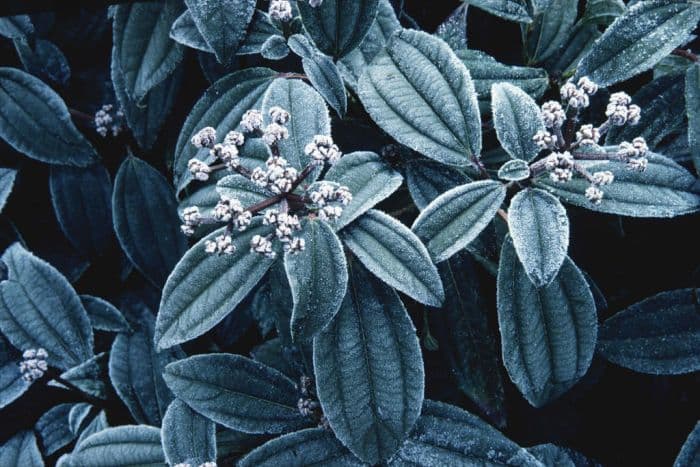 David viburnum