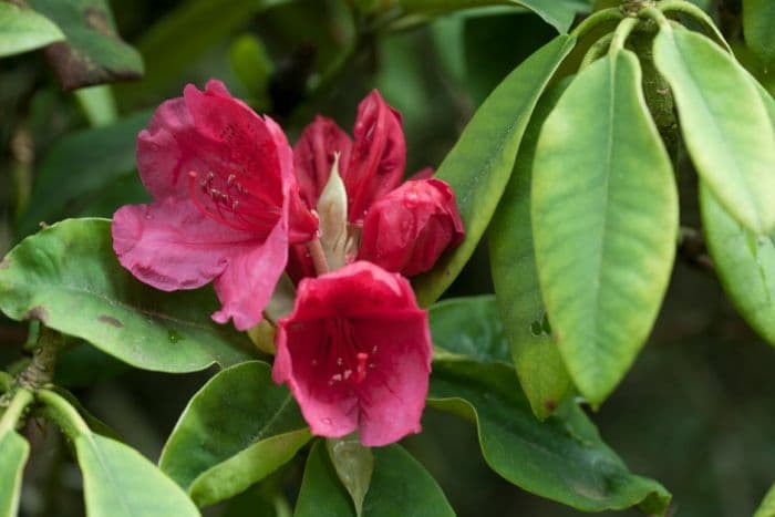 rhododendron 'Anna Rose Whitney'