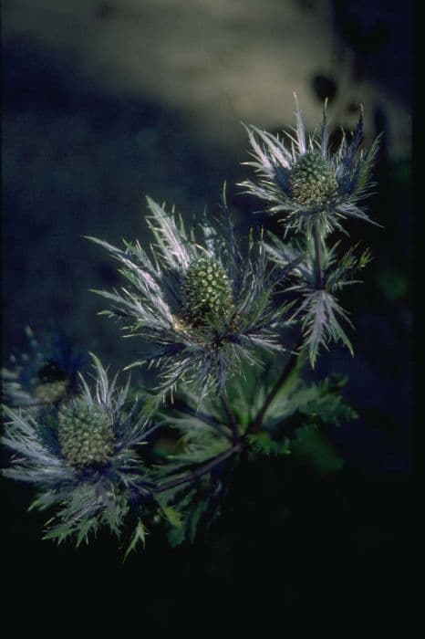 alpine eryngo