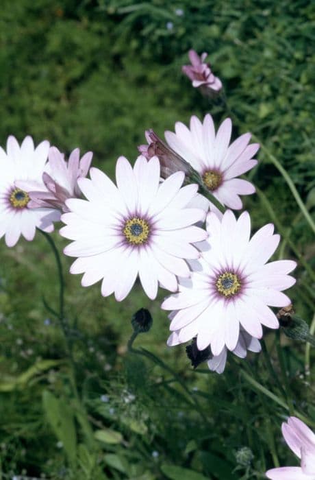 delightful African daisy