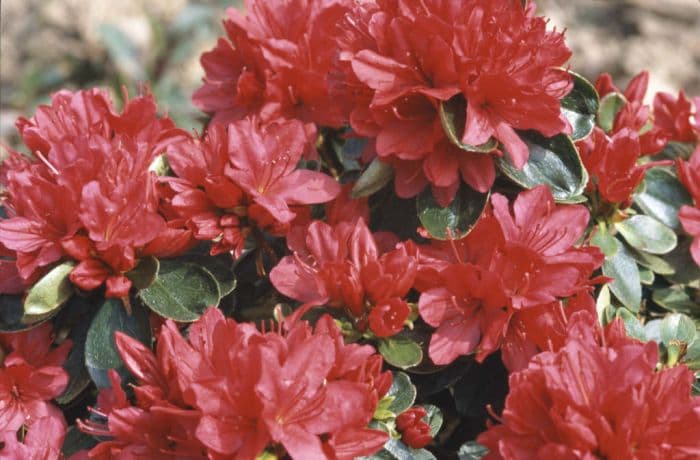 rhododendron 'Hino-crimson'