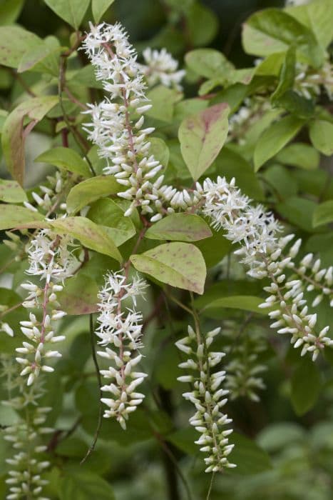 Virginia sweet spire 'Henry's Garnet'