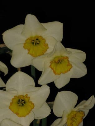 daffodil 'Vernal Prince'