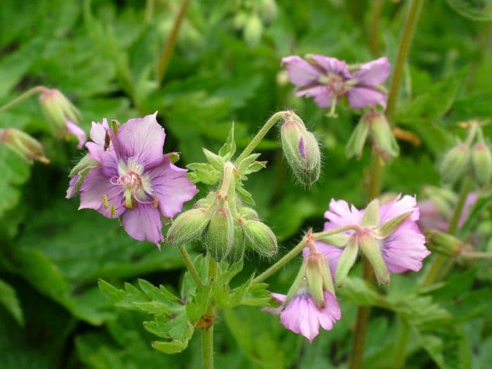 dusky cranesbill 'Calligrapher'