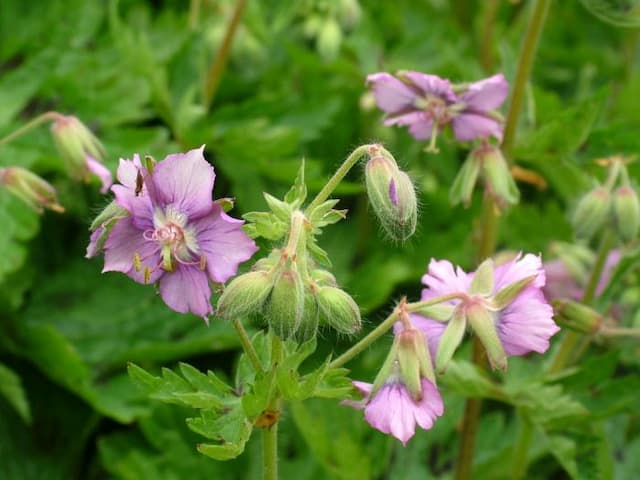 Dusky cranesbill 'Calligrapher'