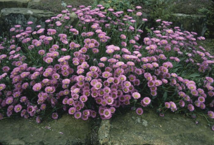 fleabane 'Four Winds'