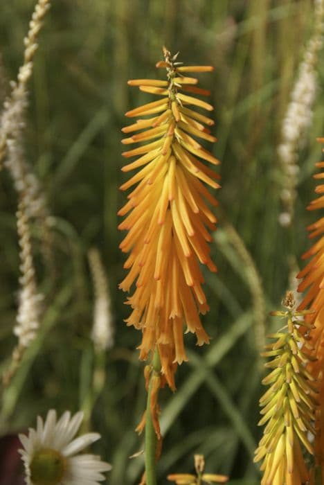 dwarf red-hot poker 'Light of the World'