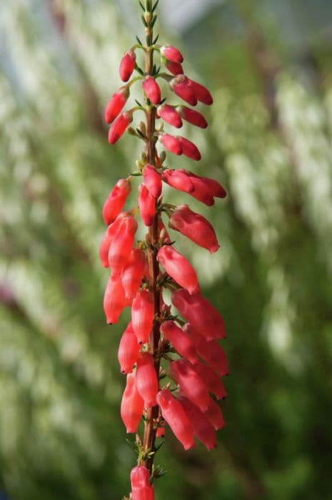 Red-flowered ninepin heath