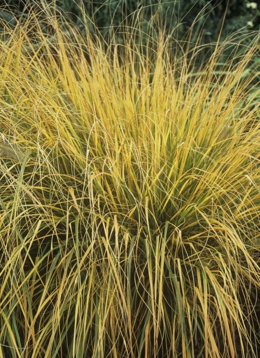 Purple moor-grass 'Heidebraut'