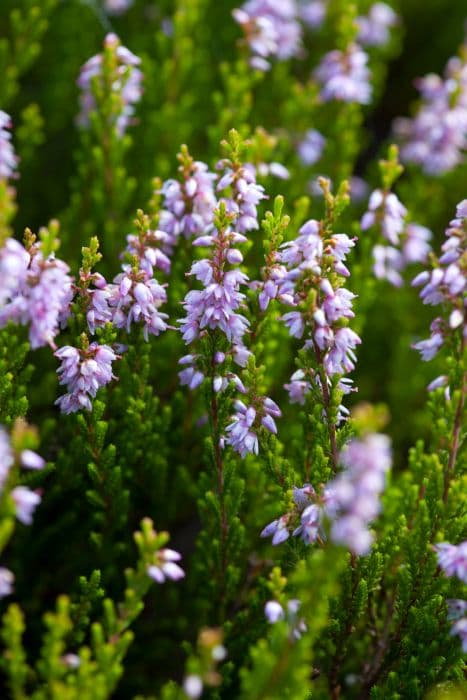 heather 'Glenfiddich'