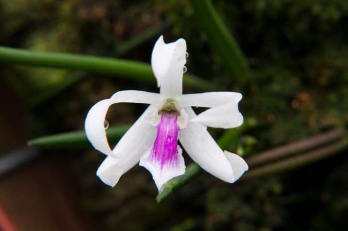 bicolored leptotes