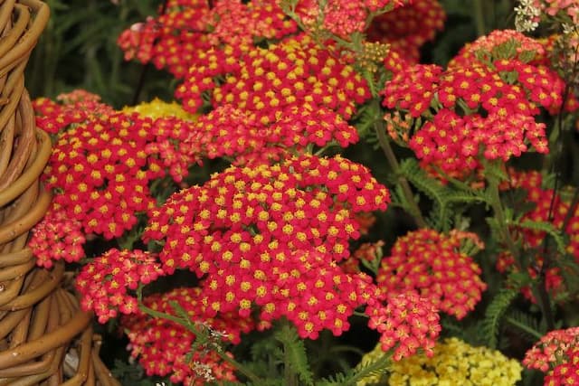 Yarrow 'Fanal'