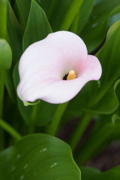 arum lily 'Captain Melrose'