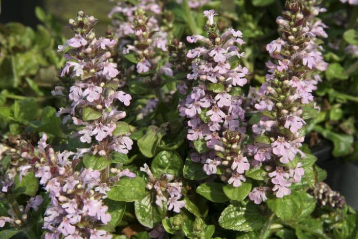 bugle 'Purple Torch'