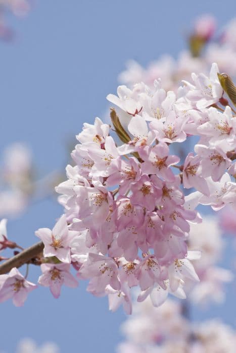 weeping cherry 'Stellata'