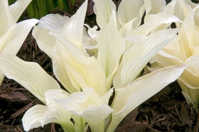 Plantain lily 'white Feather'