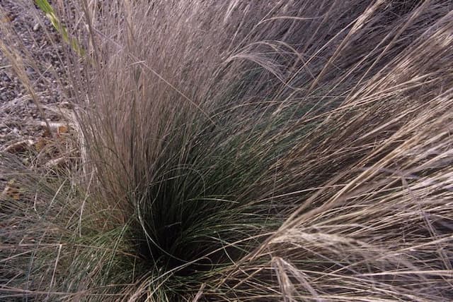 Slender-leaved feather grass