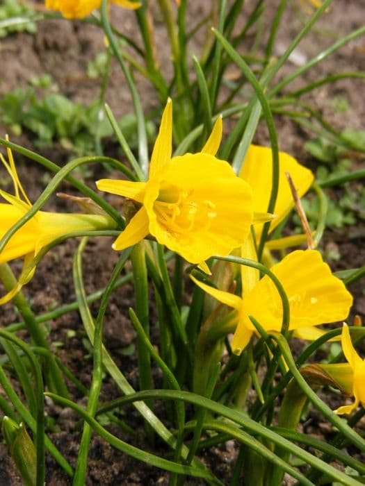 hoop petticoat daffodil Golden Bells Group