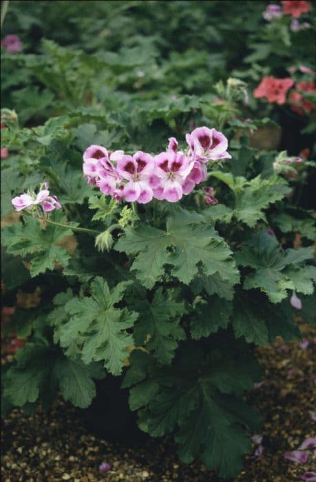 pelargonium 'Orsett'