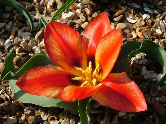 Tulip 'Lady Guna'