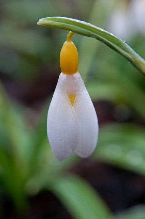 snowdrop 'Wendy's Gold'