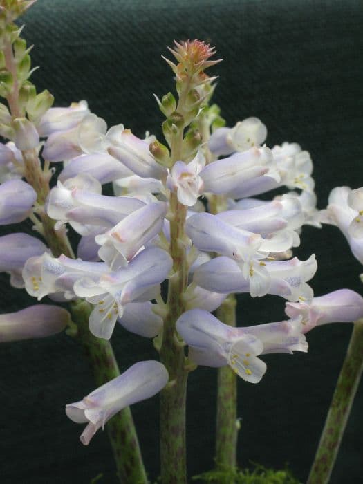 Cape cowslip 'Rupert'