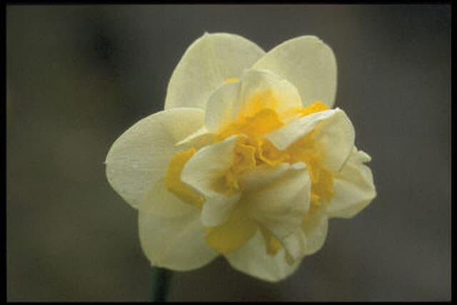 Daffodil 'Serena Lodge'