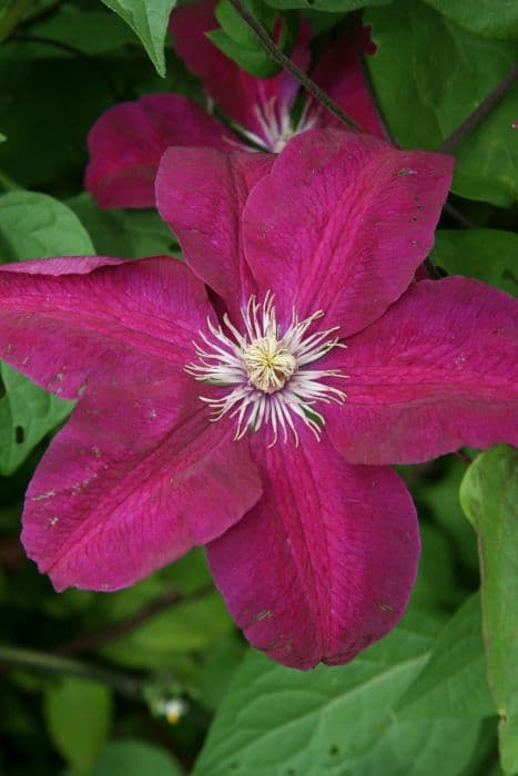 clematis 'Rouge Cardinal'