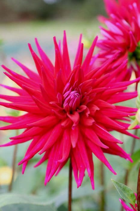 dahlia 'Hillcrest Royal'