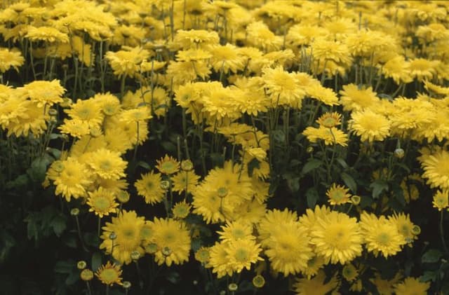 Chrysanthemum 'Pennine Twinkle'
