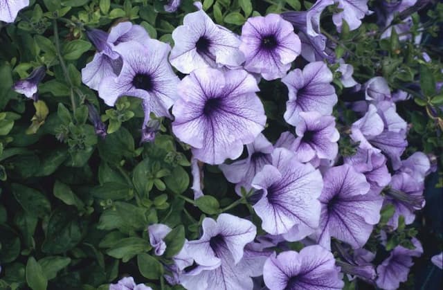 Petunia [Surfinia Purple Vein]